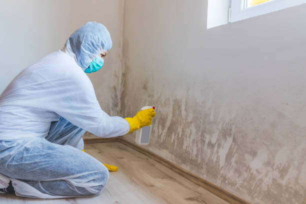 Licensed Basement Mold Remediation service in Hillsdale, MI - WQB Mold Removal