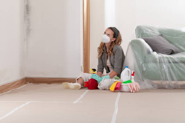 Reliable Basement Mold Remediation contractor in Hillsdale, MI by WQB Mold Removal